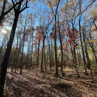 Hatton Timber and Rec Tract