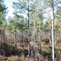 Hatton Timber and Rec Tract images 5