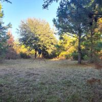 29 Acres on Spanish Creek in Charlton County GA images 5