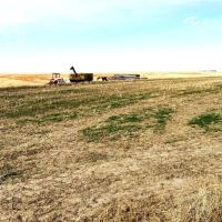 160 Acres of Farmland in Gove County KS for Sale images 2