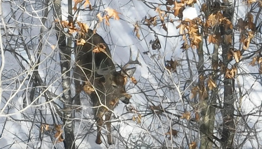 Hunting Land for Sale in South Central Wisconsin featured image