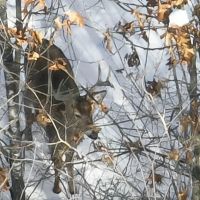 Hunting Land for Sale in South Central Wisconsin images 1