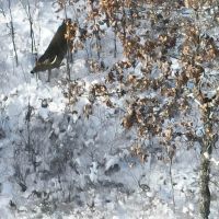 Hunting Land for Sale in South Central Wisconsin images 2