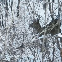 Hunting Land for Sale in South Central Wisconsin images 3