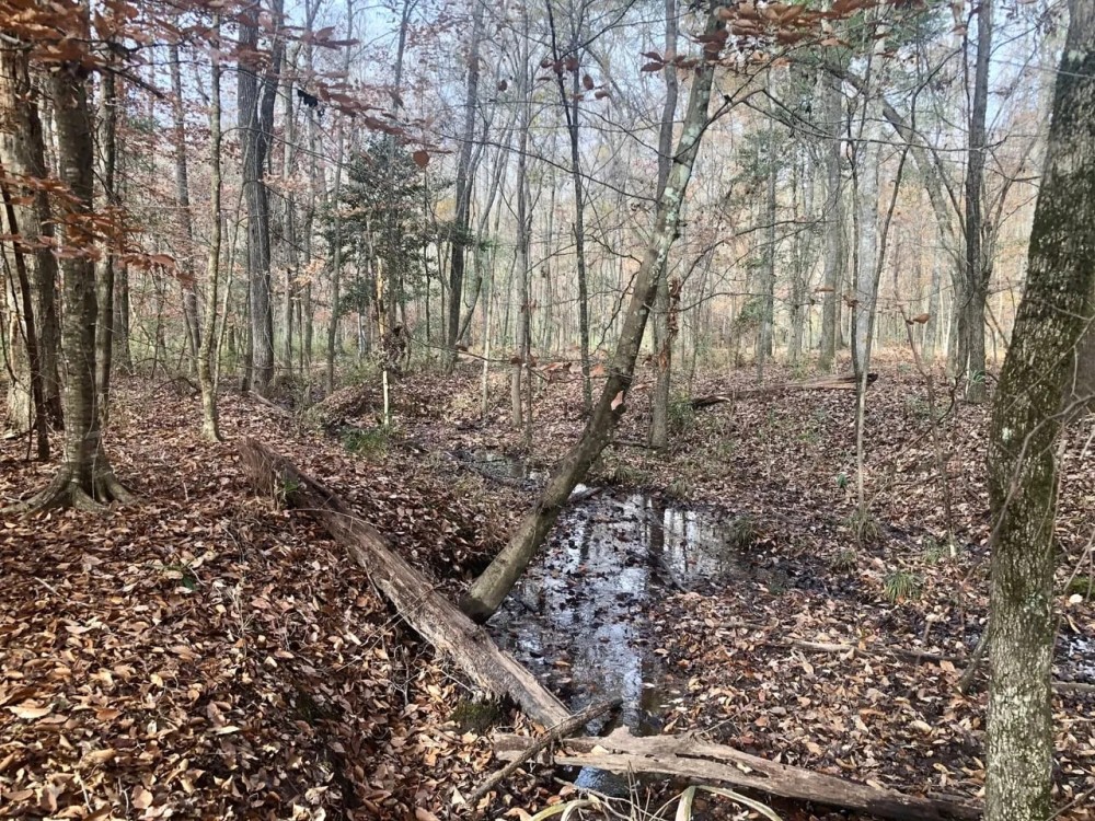 Creeks Big Pines and Hardwoods featured image