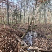Creeks Big Pines and Hardwoods