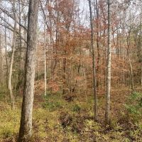 Creeks Big Pines and Hardwoods images 2