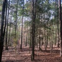 Creeks Big Pines and Hardwoods images 3