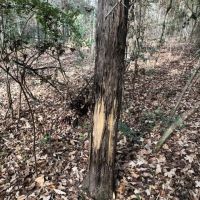 Creeks Big Pines and Hardwoods images 4