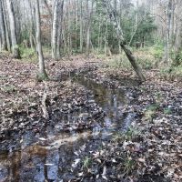 Creeks Big Pines and Hardwoods images 5
