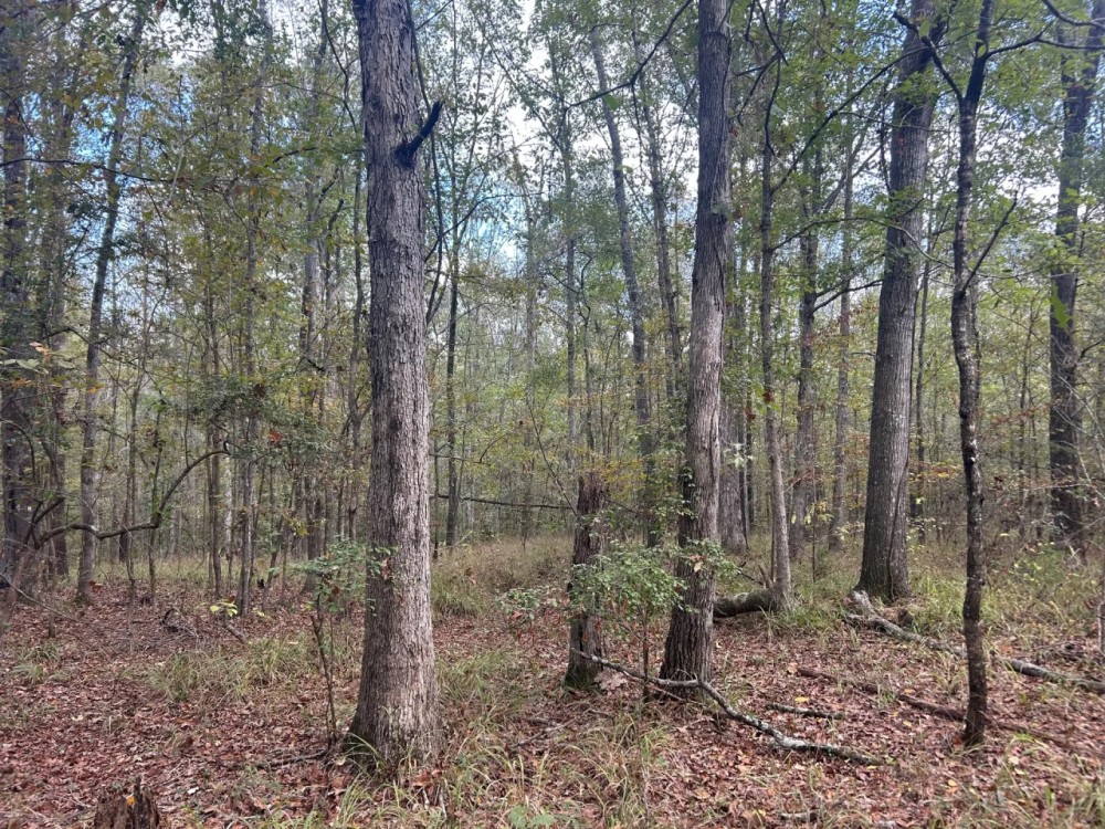 51.805 Acres in Copiah County MS featured image