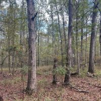 51.805 Acres in Copiah County MS