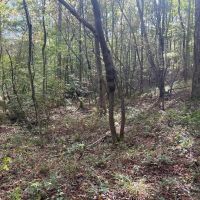 51.805 Acres in Copiah County MS images 5