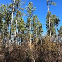 Hatton Homesite Tract 3B images 4