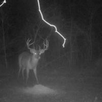 Tensas River Hunting Property images 2