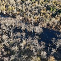 Duck and Deer Hunting Property for Sale in Grant Parish LA images 3