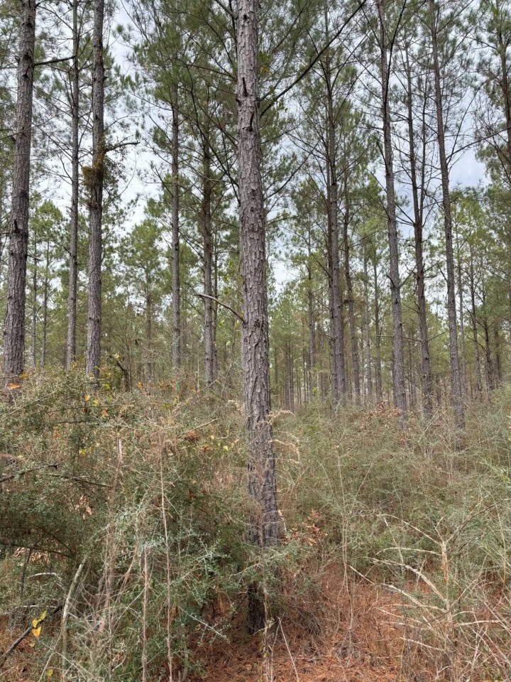 Dorcheat Road Tract 3 Webster Parish - 197 Acres featured image