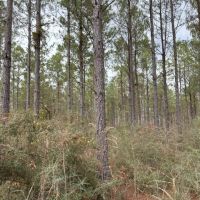 Dorcheat Road Tract 3 Webster Parish - 197 Acres