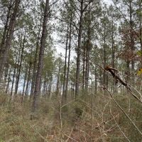 Dorcheat Road Tract 3 Webster Parish - 197 Acres images 2
