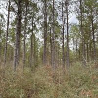 Dorcheat Road Tract 3 Webster Parish - 197 Acres images 3