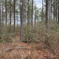 Dorcheat Road Tract 3 Webster Parish - 197 Acres images 4