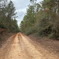Dorcheat Road Tract 3 Webster Parish - 197 Acres images 5
