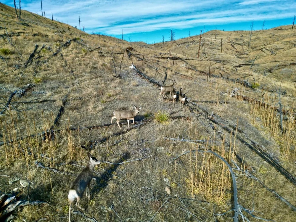 Yellowstone River Ranch - Lot 201 featured image