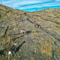 Yellowstone River Ranch - Lot 201