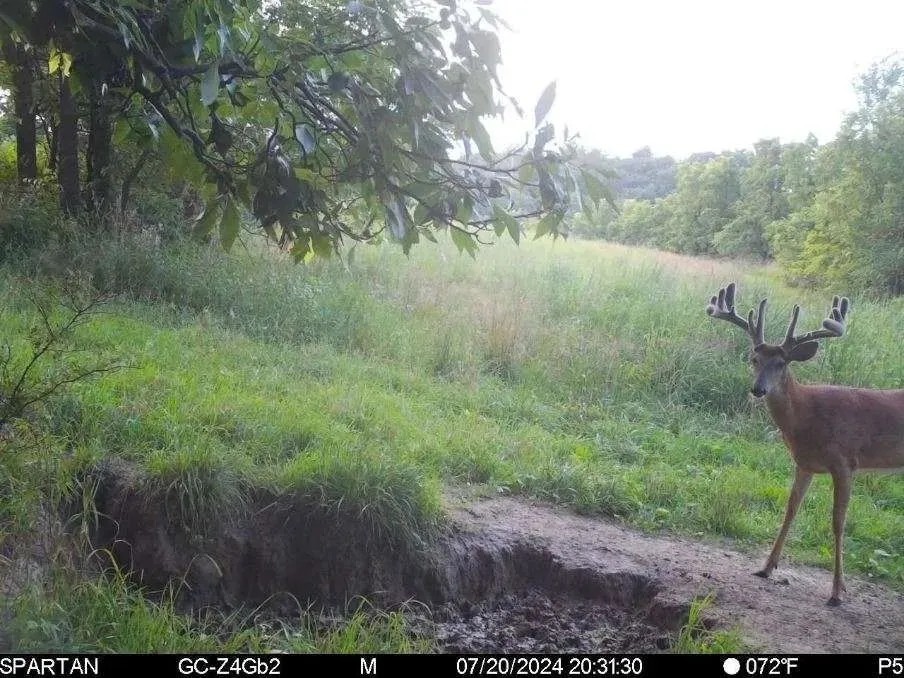 130 Acres of Prime Hunting Land in New Albin IA featured image