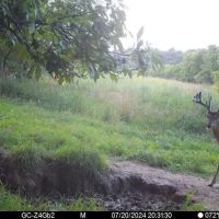 130 Acres of Prime Hunting Land in New Albin IA