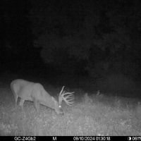 130 Acres of Prime Hunting Land in New Albin IA images 4