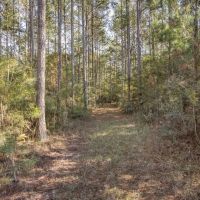 Land For Sale in Amite County MS images 4