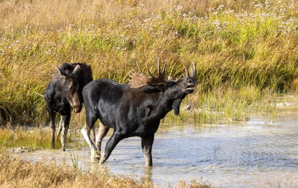 Cassia Creek Ranch featured image