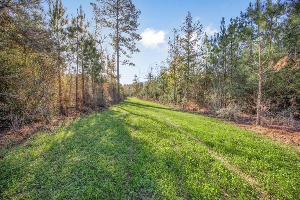 Land For Sale in Amite County MS featured image