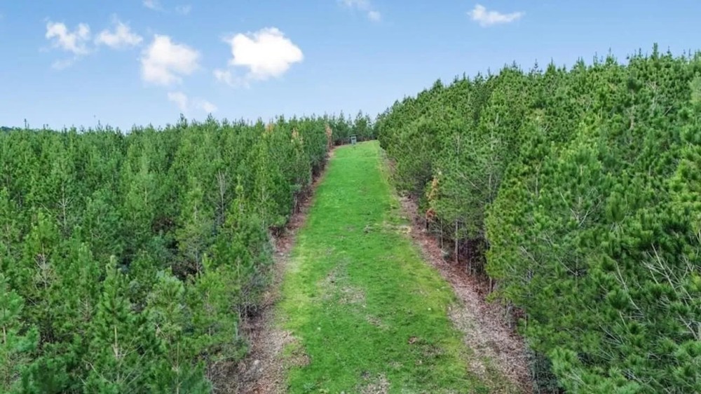84 - Acres for Sale Connecting to Homochitto Forest featured image