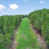 84 - Acres for Sale Connecting to Homochitto Forest