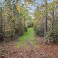 84 - Acres for Sale Connecting to Homochitto Forest images 5