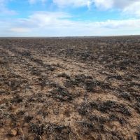 Cropland Pasture Quarter Section with Hunting Lease Income images 2