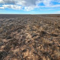 Cropland Pasture Quarter Section with Hunting Lease Income images 4
