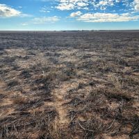 Cropland Pasture Quarter Section with Hunting Lease Income images 5