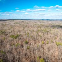 Tall Tines Timberland Tract 2 images 2