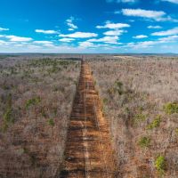 Tall Tines Timberland Tract 1