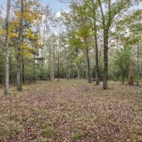 100 - Acres with Camp for Sale in Simpson County MS images 4