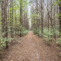 100 - Acres with Camp for Sale in Simpson County MS images 5