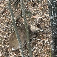 Affordable Hunting Land with Trout Stream for Sale in Richland County Wisconsin images 5