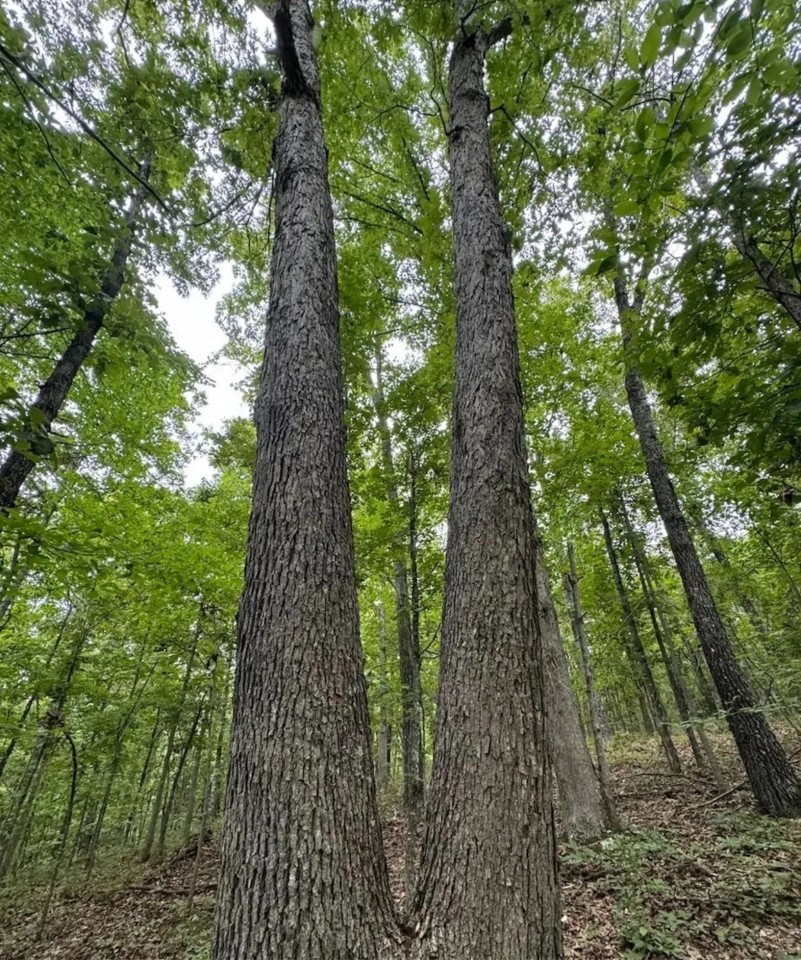 Secluded All Wooded Hunting And Rec Tract For Sale ACREAGE 39 Acres - featured image
