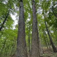 Secluded All Wooded Hunting And Rec Tract For Sale ACREAGE 39 Acres -