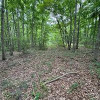 Secluded All Wooded Hunting And Rec Tract For Sale ACREAGE 39 Acres - images 2