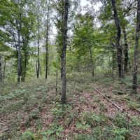 Secluded All Wooded Hunting And Rec Tract For Sale ACREAGE 39 Acres - images 3