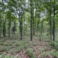Secluded All Wooded Hunting And Rec Tract For Sale ACREAGE 39 Acres - images 4